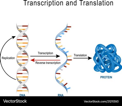 replication vs transcription translation.